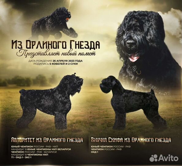 Щенки Русского черного терьера