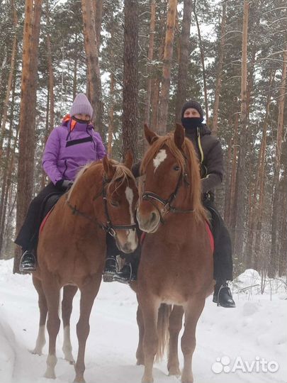 Прокат лошадей