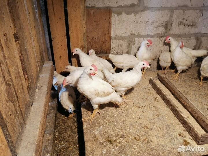 Индюки и индюшки