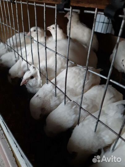 Перепела, инкубационное яйцо