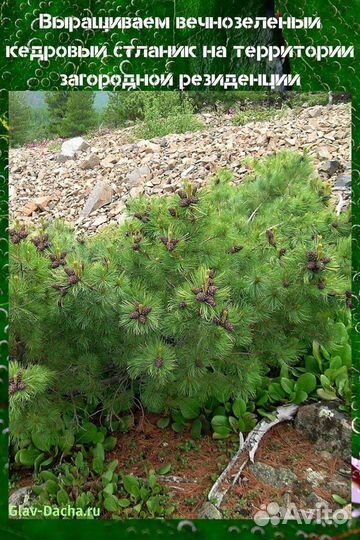 Кедровый стланик
