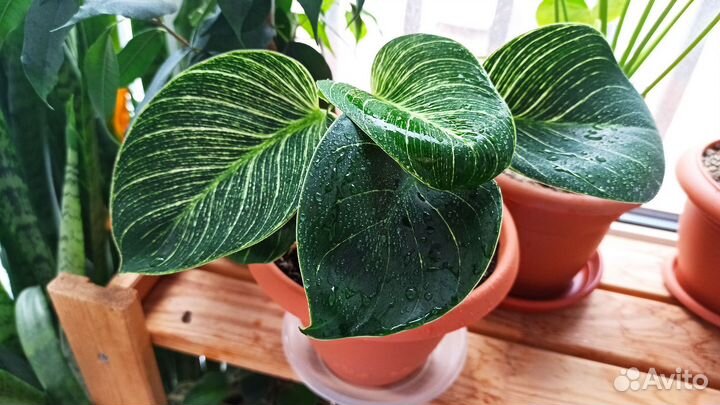 Филодендрон биркин