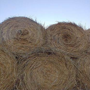 Продам сено в рулонах