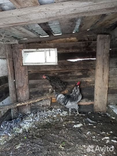 Куры петухи