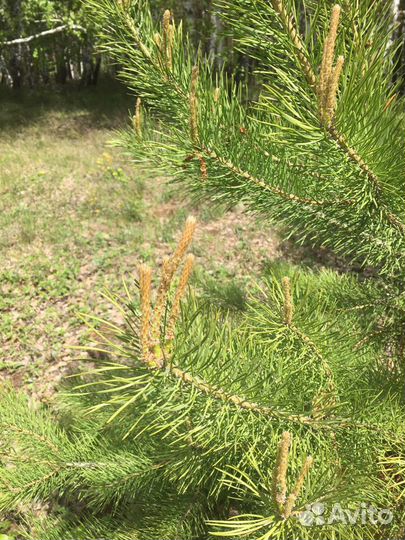 Сосновые почки