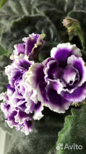 Листики и детки сортовых фиалок