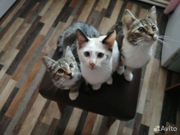 Кошка в дар