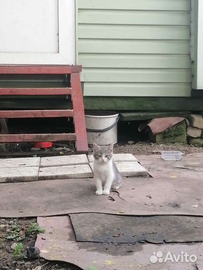 Котята в добрые руки бесплатно