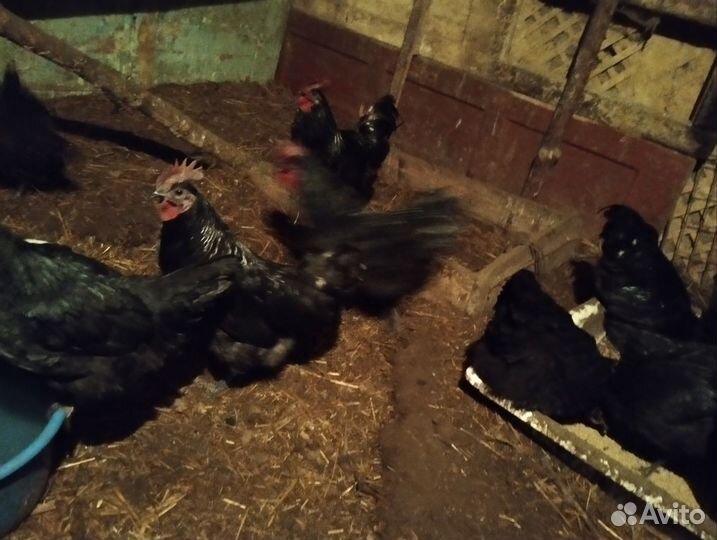 Продам или обменяю петухов Ухейилюй