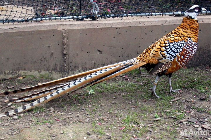 Королевский фазан