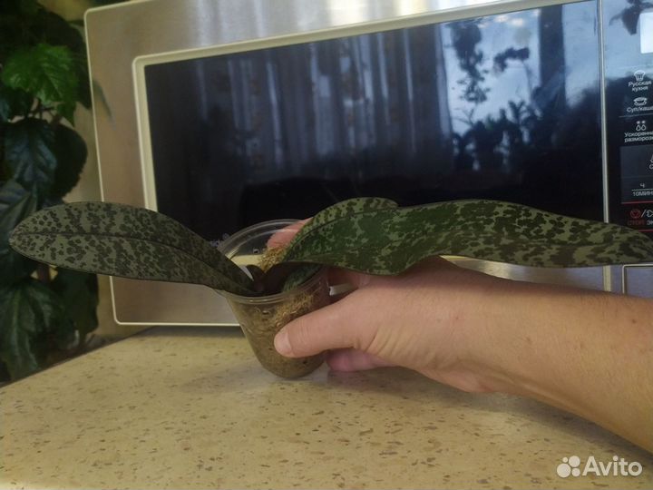 Орхидея шиллериана