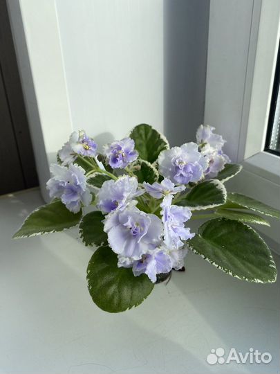 Черенки сортовых фиалок