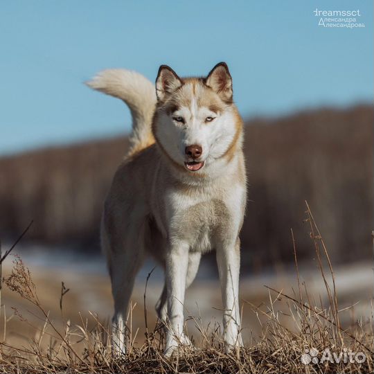 Лесси из приюта