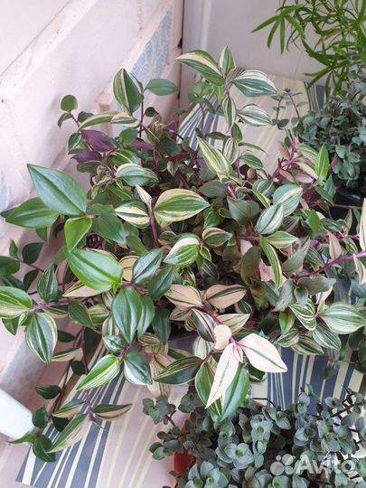 Традесканции ампельные