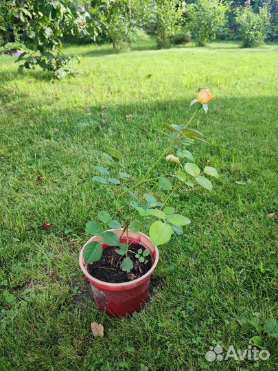 Роза кустовая