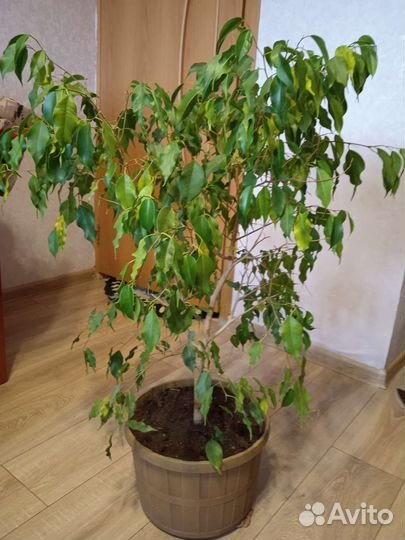 Фикус бенджамина