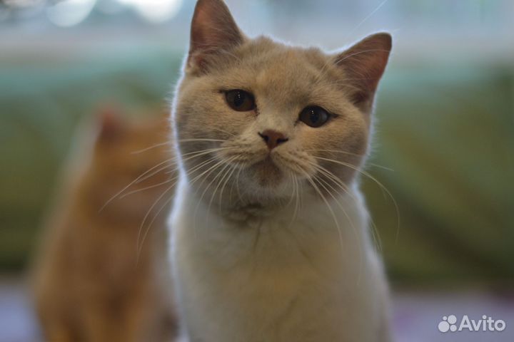 Британские котята