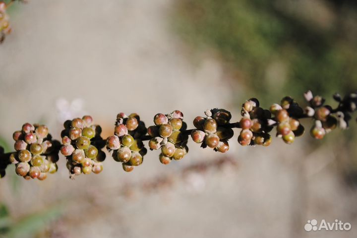 Саженцы банана небраски (азимина), витекс, гинкго