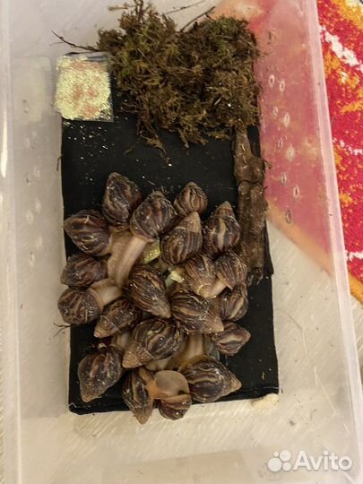 Ахатина иммакулята