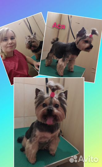 Груминг, стрижка собаки, кошки в салоне. Модель