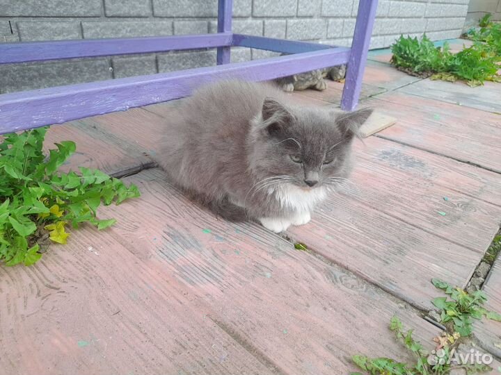 Котенок в добрые руки