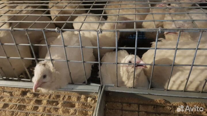 Инкубационное яйцо техасского мясного перепела