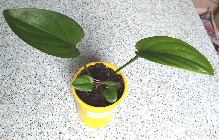 Дримиопсис