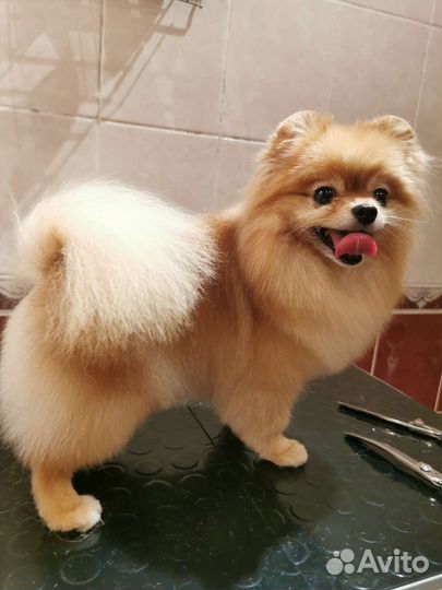 Стрижка померанского шпица