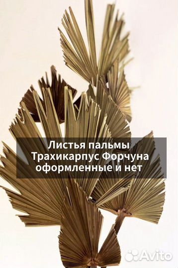 Пальмовые листья