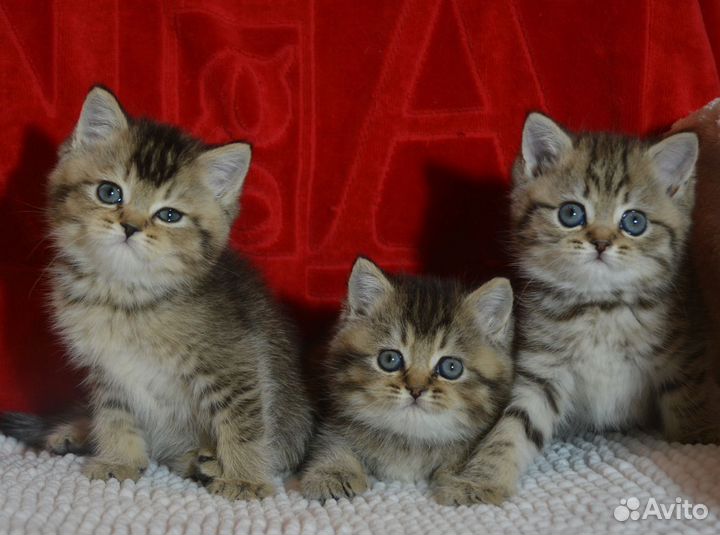 Британцы с прививкой