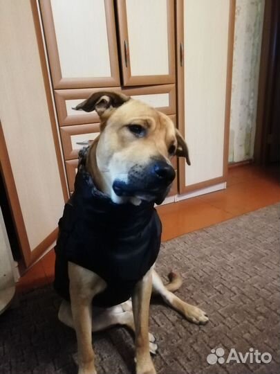 Питбуль. Вязка