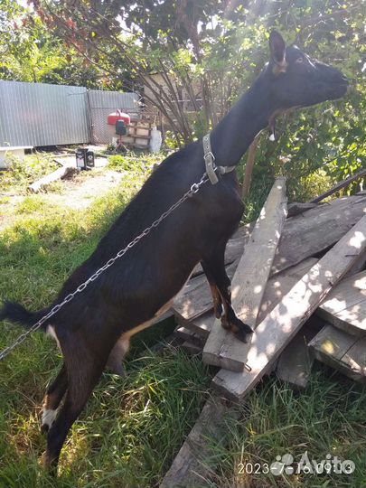 Козел и коза