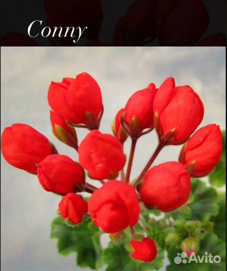 Пеларгония Сортовая