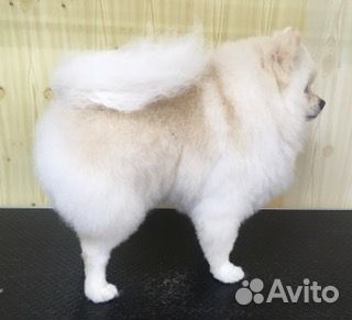 Услуги стрижки животных