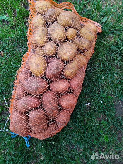 Картофель на еду