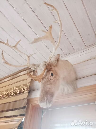 Чучело головы оленя