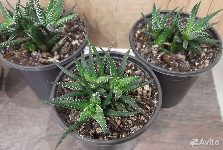 Хавортия полосатая