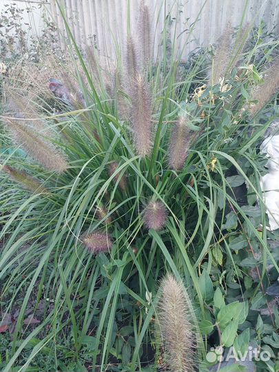 Растения для сада