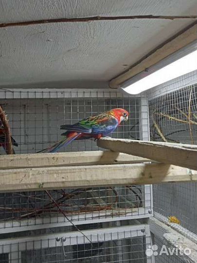 Красная розелла