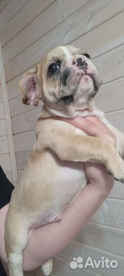 Французский бульдожка