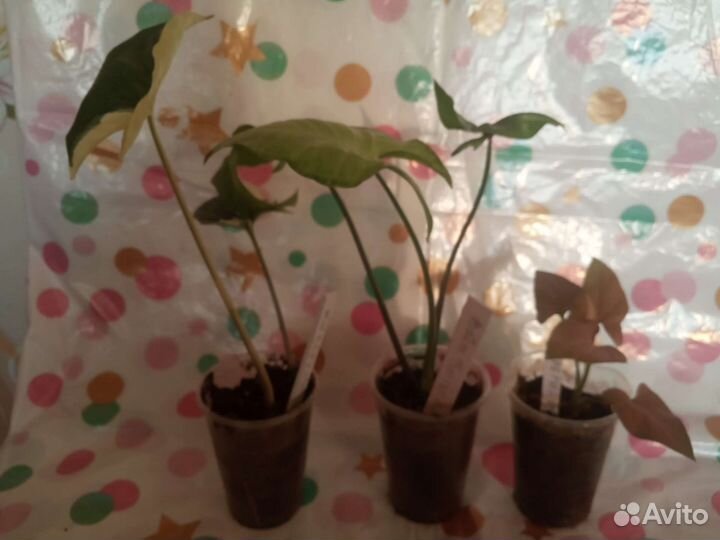 Сингониумы сортовые