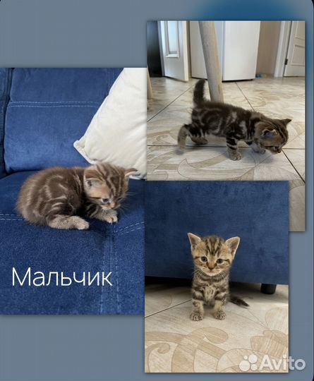 Шотландские котята