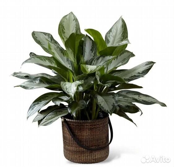 Комнатные растения цветы