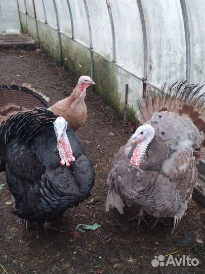 Яйцо индюшиное