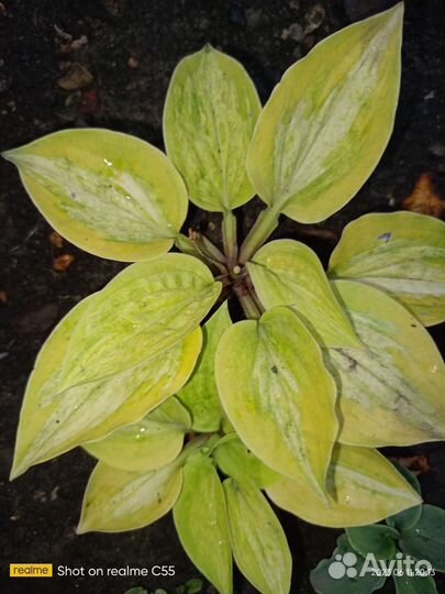 Яркие Красотки