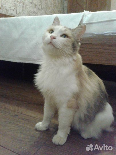 Трехцветная кошка Бонита