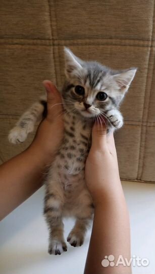 Шотландская кошечка