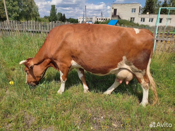 Корова молочная