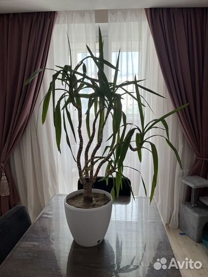 Пальма юкка