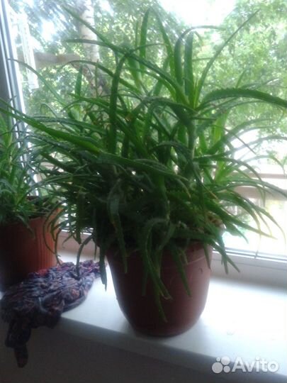 Алоэ древовидное